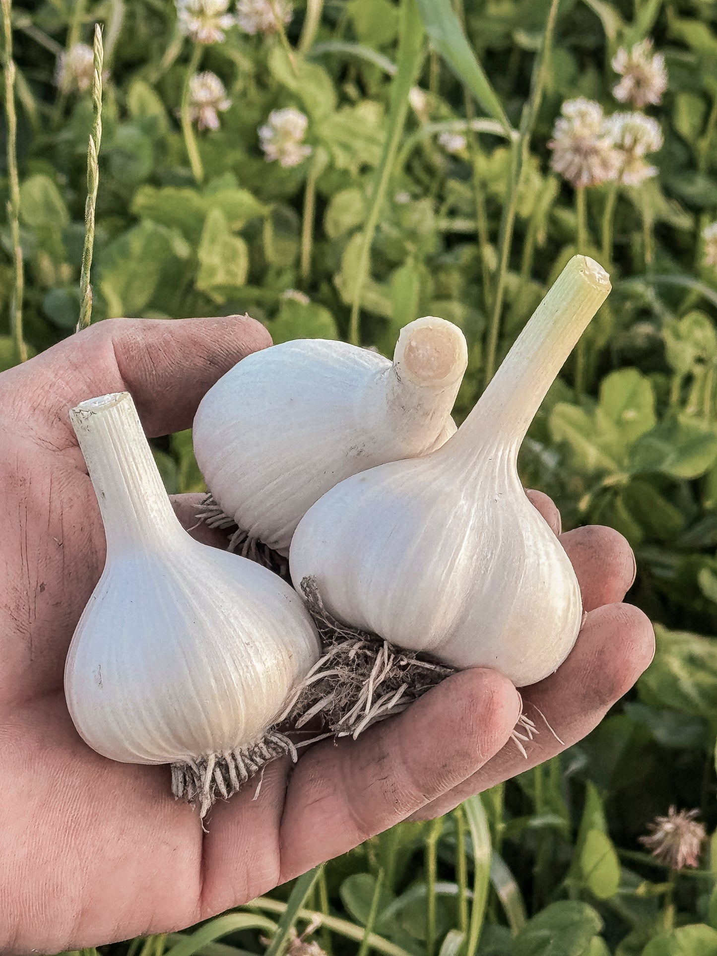 Susan Delafield | Cured