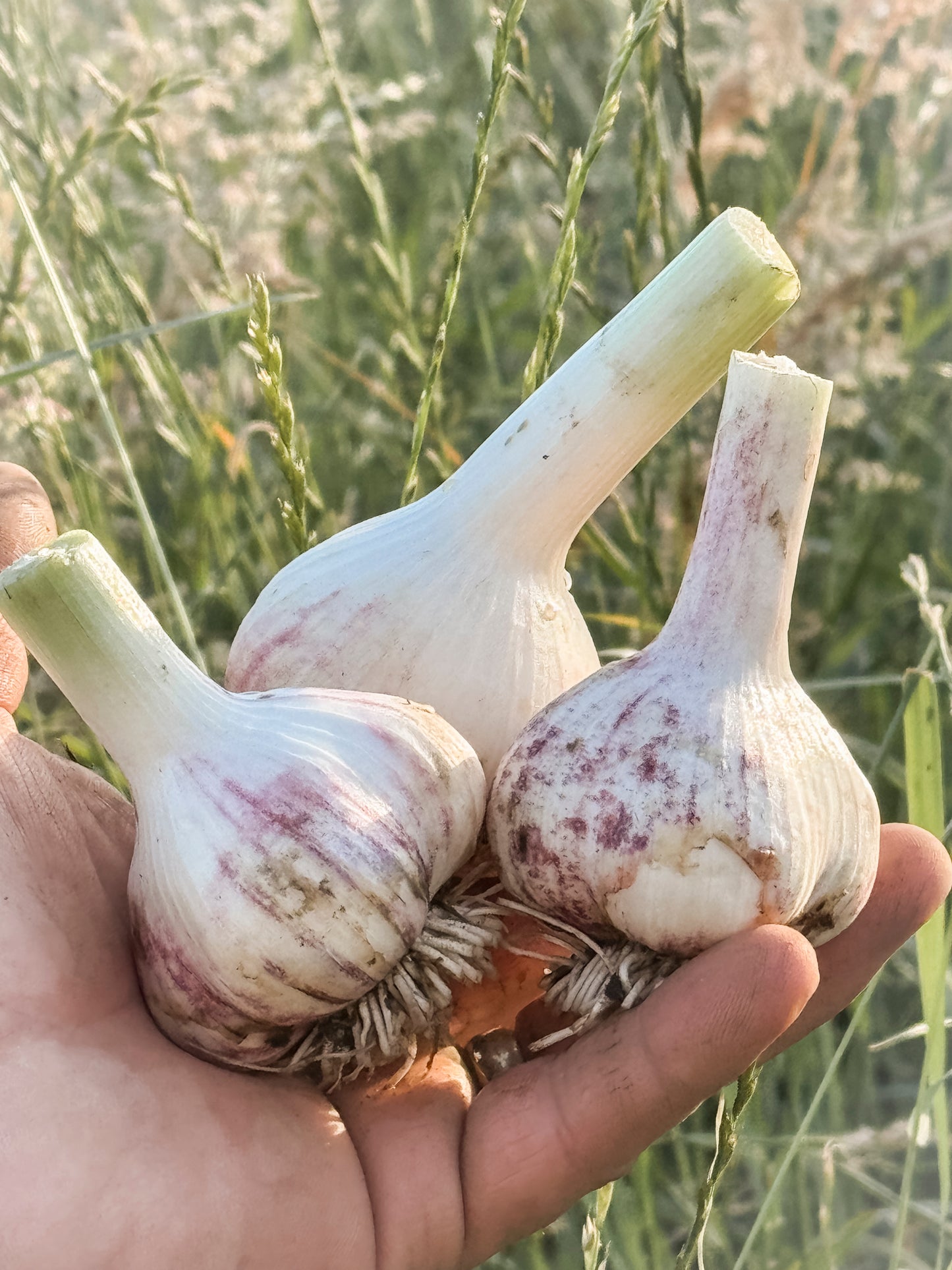 Creme de la Rosa | Cured